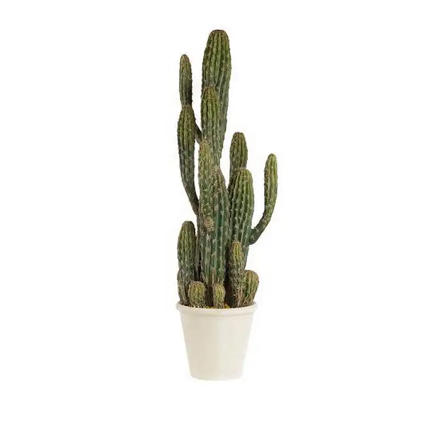 The Black Goose Cactus - 1N17