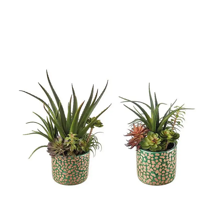 The Black Goose Succulent Plant Composition - Set of 2 - 1N19