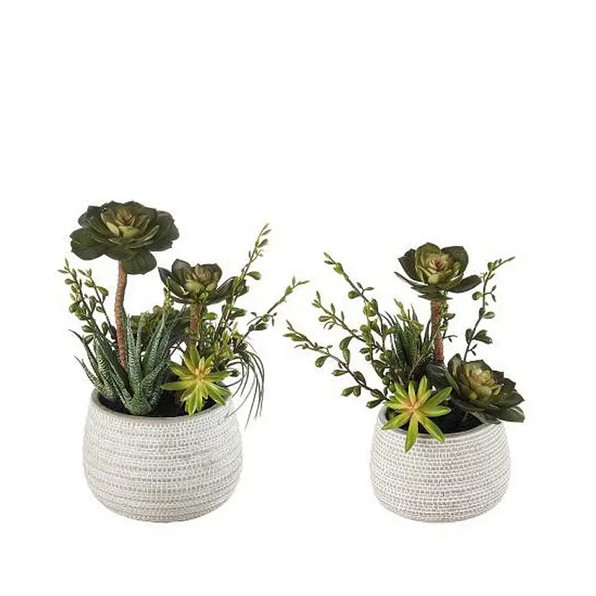 The Black Goose Succulent Plants Composition - 1N21