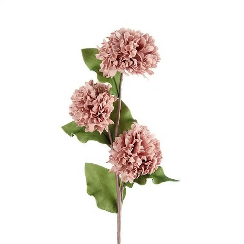The Black Goose Dahlia antique pink - 1P206