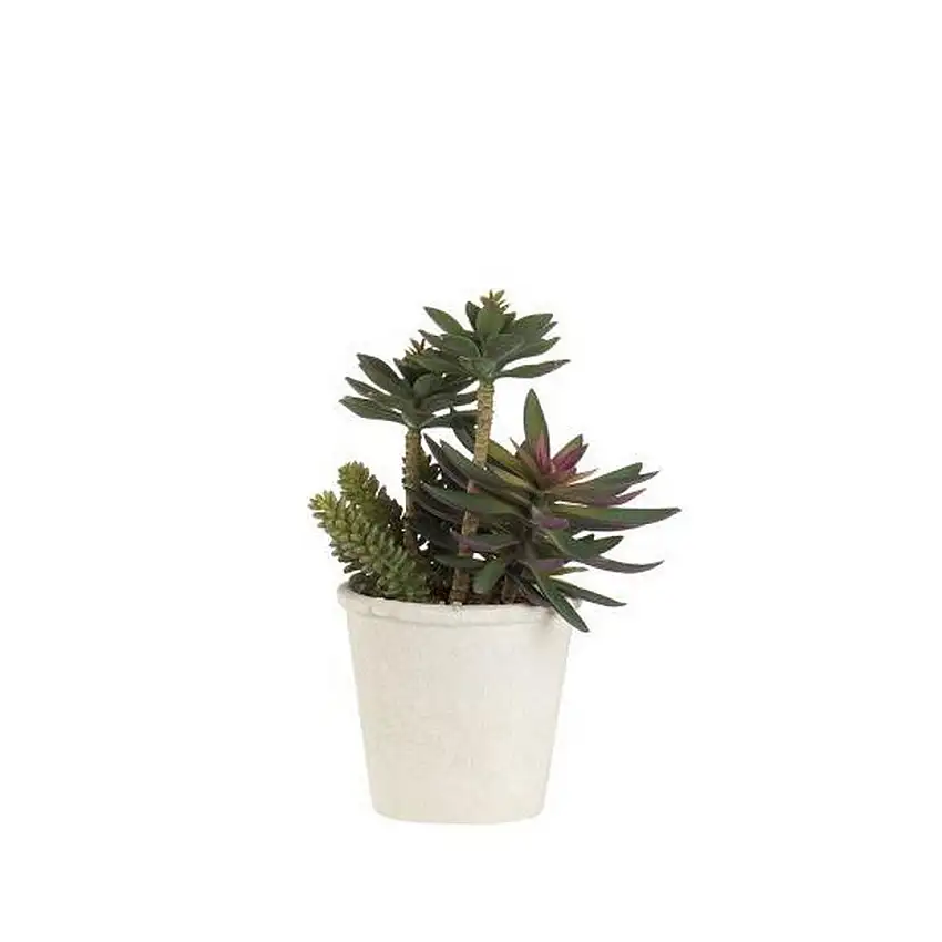 The Black Goose Cactus - 1N14