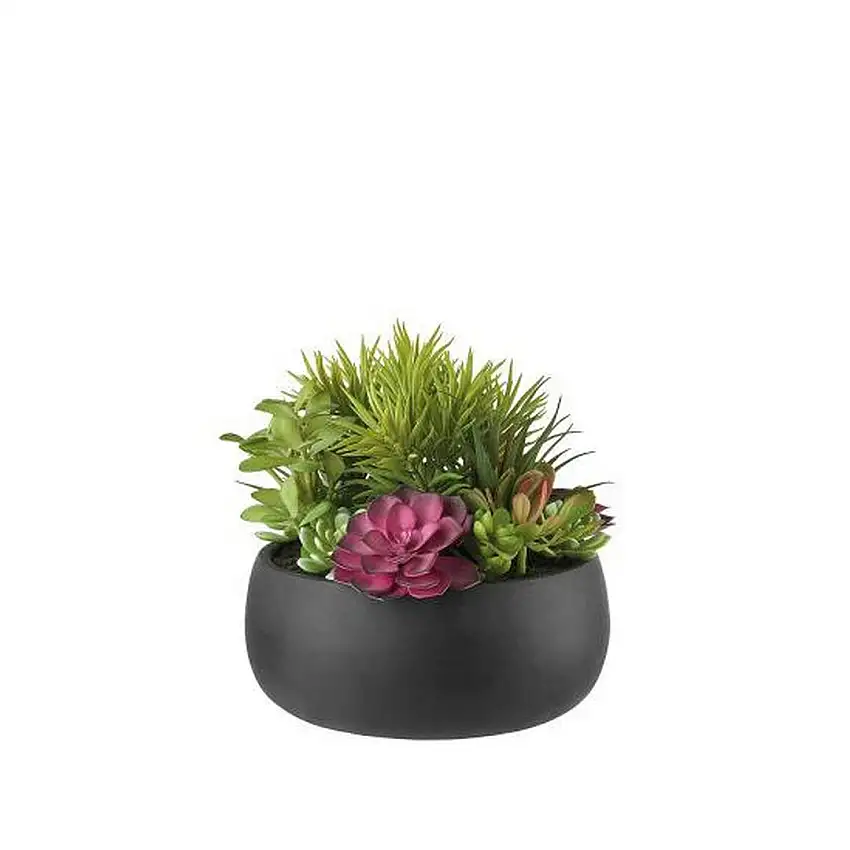 The Black Goose Composition of succulent plants - 1N102
