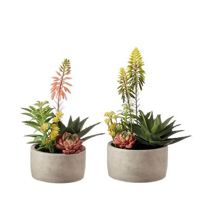 The Black Goose Succulent Plant Composition - Set of 2 - 1N29