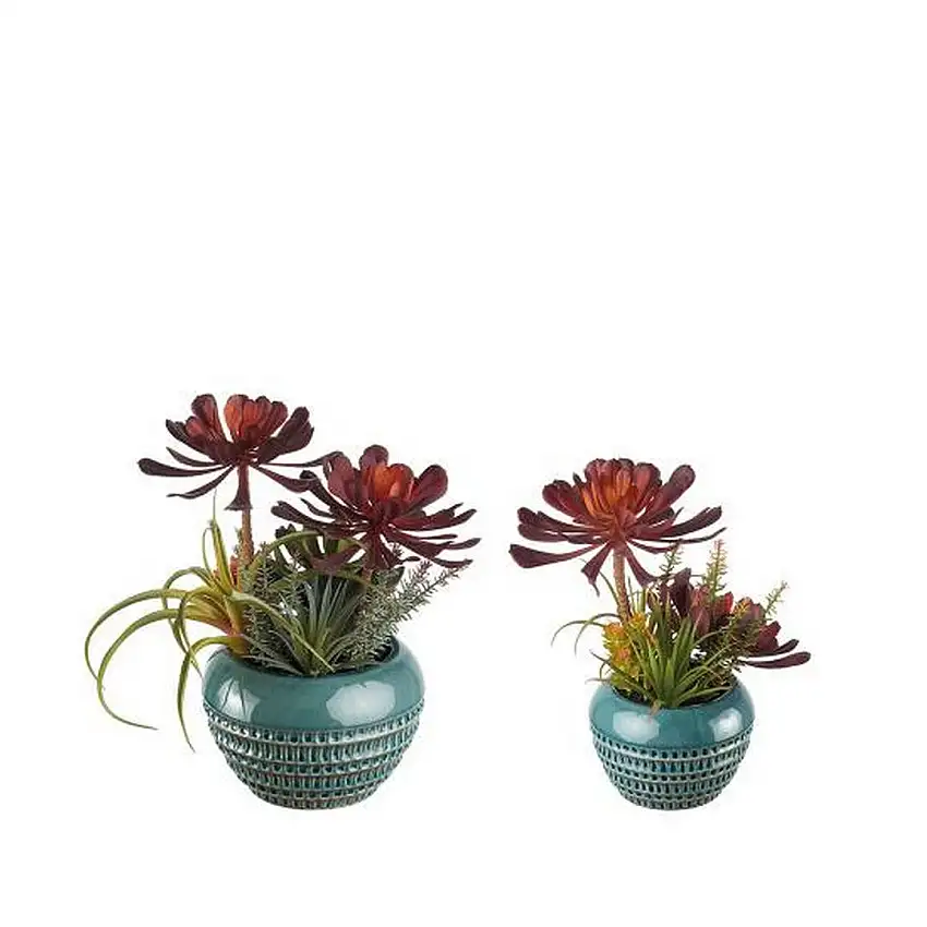 The Black Goose Succulent Plant Composition - Set of 2 - 1N22