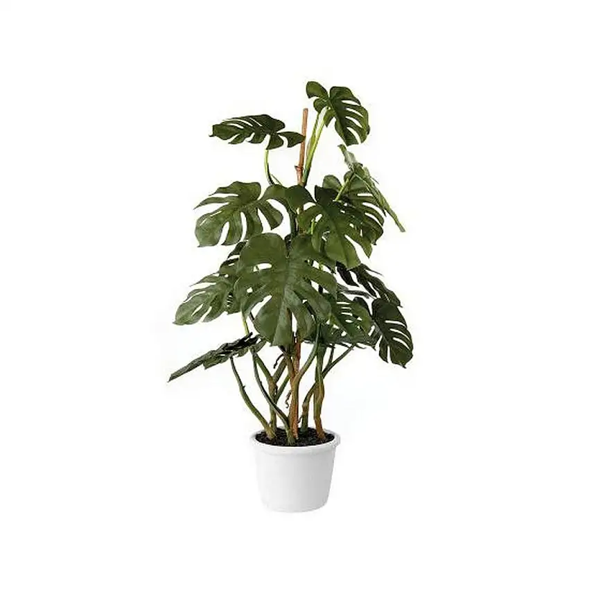 The Black Goose Monstera deliciosa - 1N100