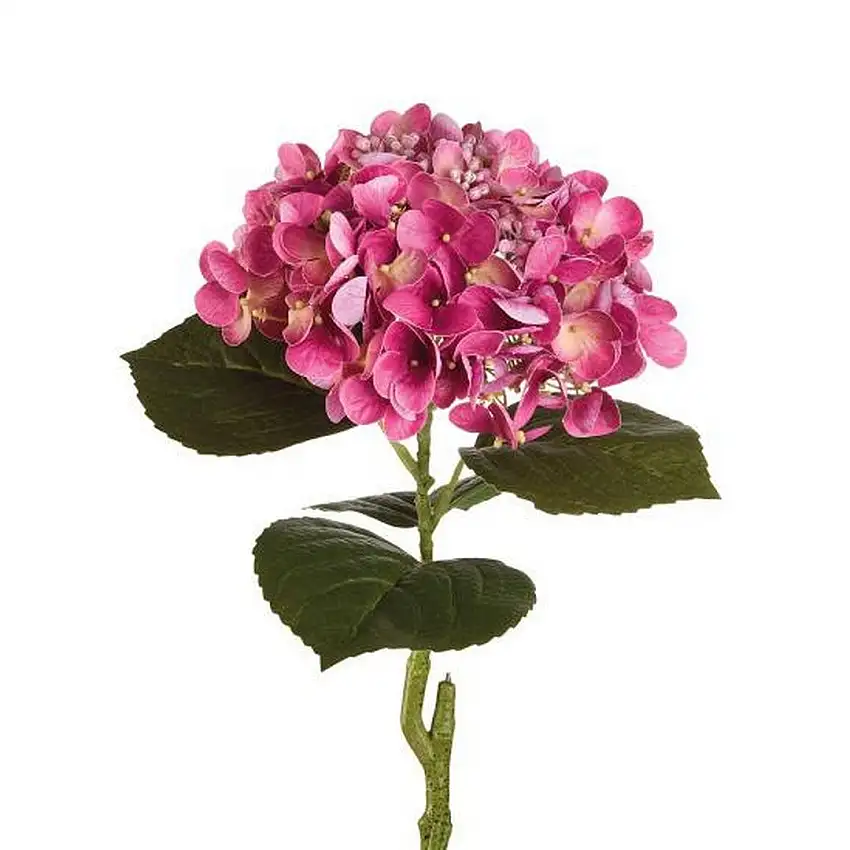 The Black Goose Purple Hydrangea - 1P245