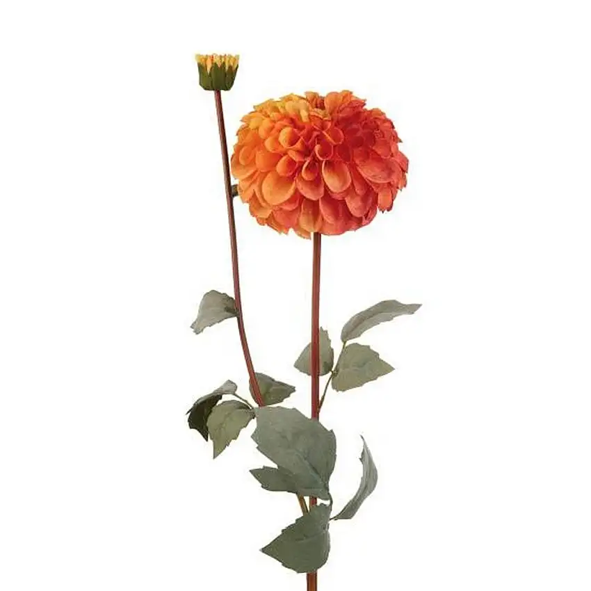 The Black Goose Orange Dahlia - 1P233