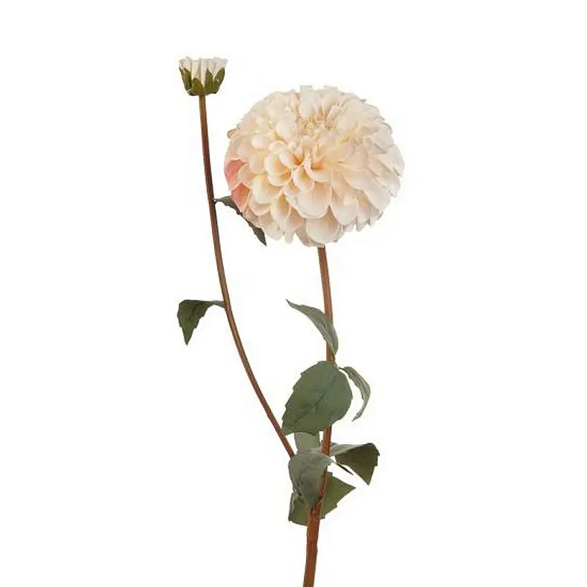 The Black Goose White Dahlia - 1P230