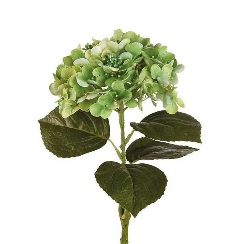 The Black Goose Green Hydrangea - 1P244