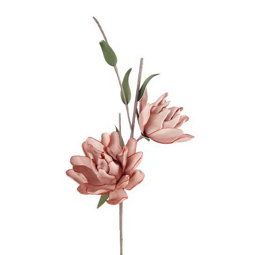 The Black Goose Magnolia Liliiflora pink - 1P200