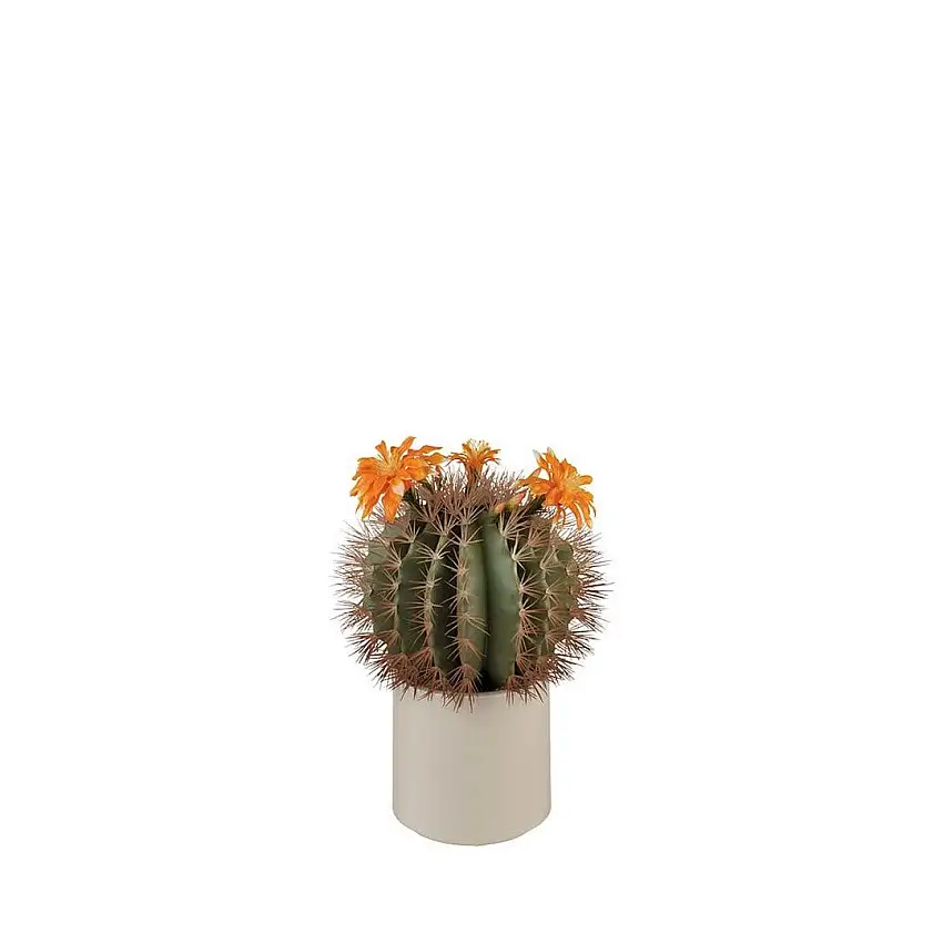 Black Goose Cactus Orange Flowers - 1N106