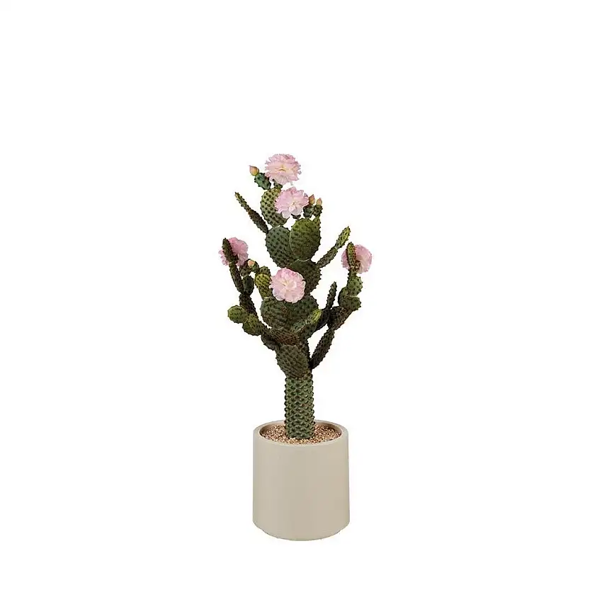 Black Goose Cactus Pink Flowers - 1N108