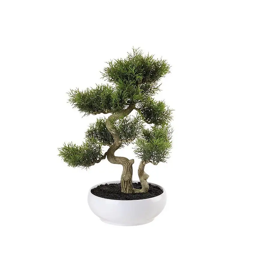 The Black Goose Bonsai cedar - 1N112