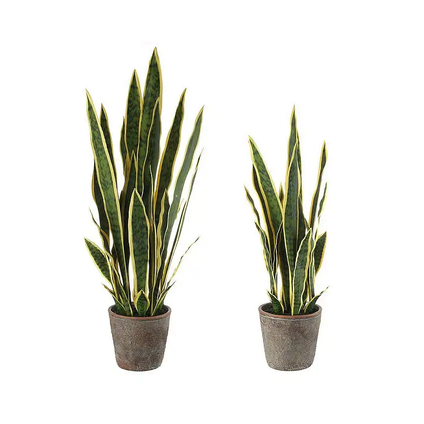 The Black Goose Sanseveria - set of 2 - 1N24