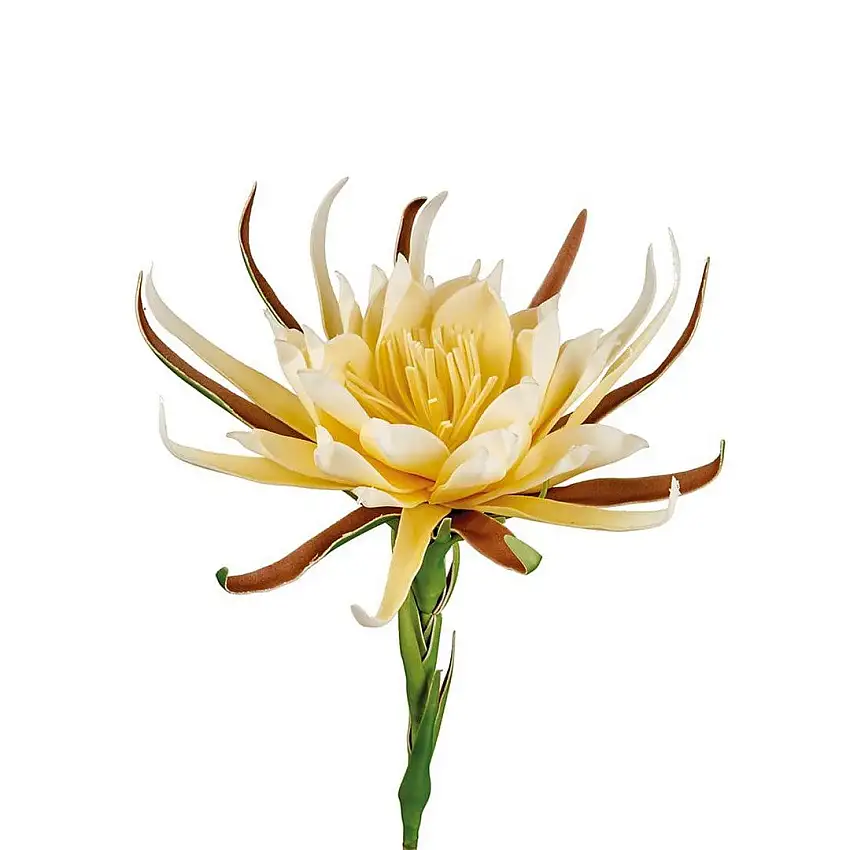 The Black Goose Queen of the Night - 1P251