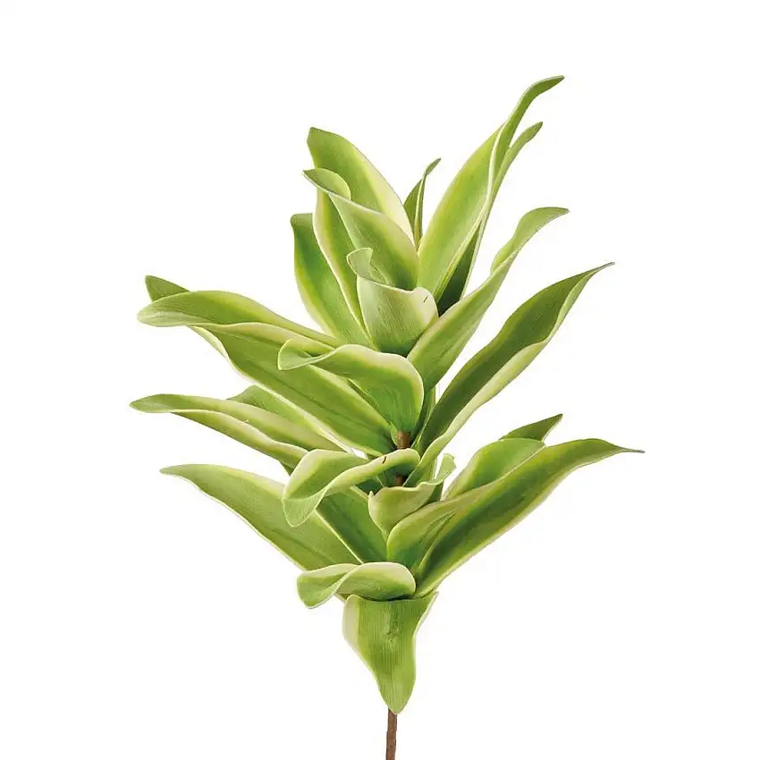 The Black Goose Mexican Agave - 1P253