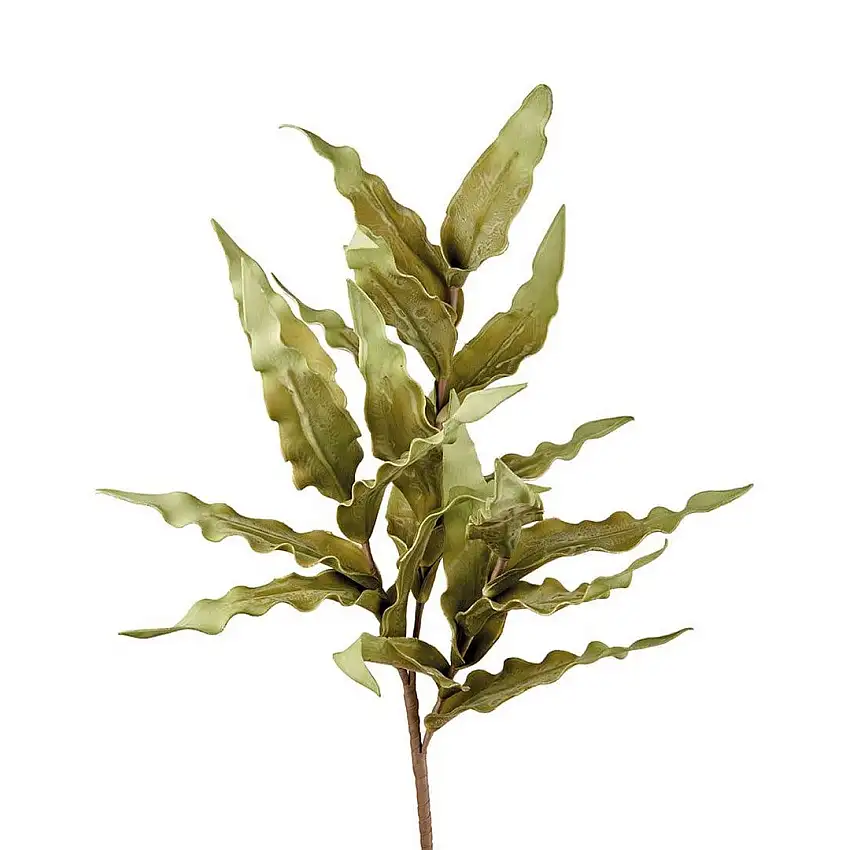 The Australian Black Goose Fern - 1P257