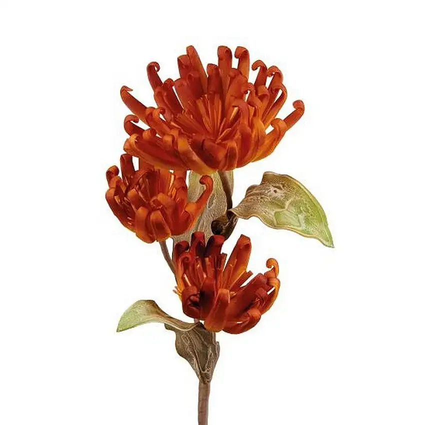 The Black Goose Castilleja - 1P261